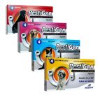 Pestigon