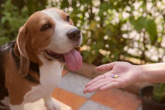 Artrose hond voedingssupplement
