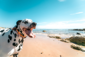 hond mee op vakantie