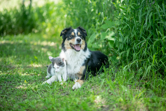 Voedingssupplementen voor de oudere hond en kat