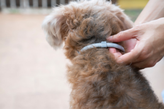 Hoe werkt een vlooienband voor honden?