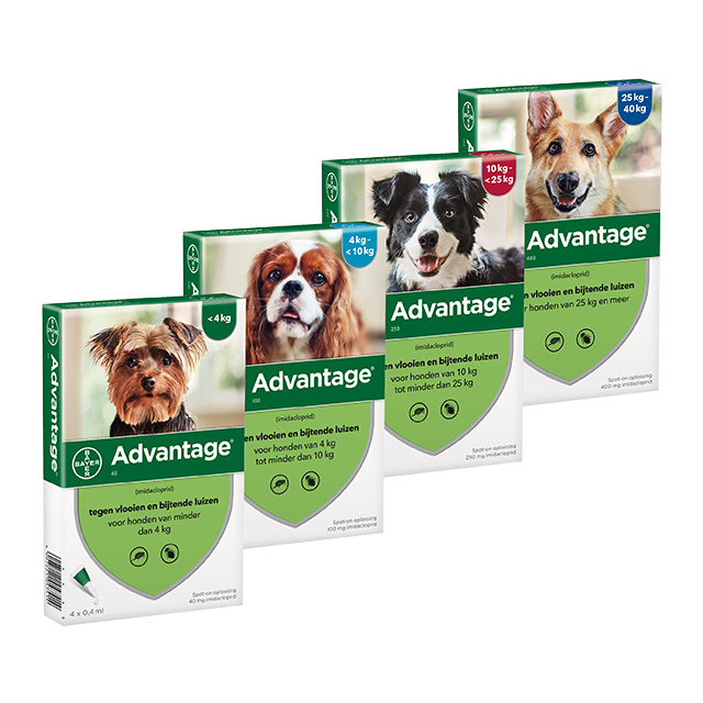 Advantage | Vlooiendruppels voor honden