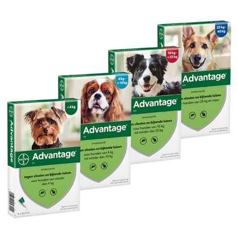 Advantage hond