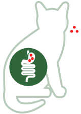 Probiotica