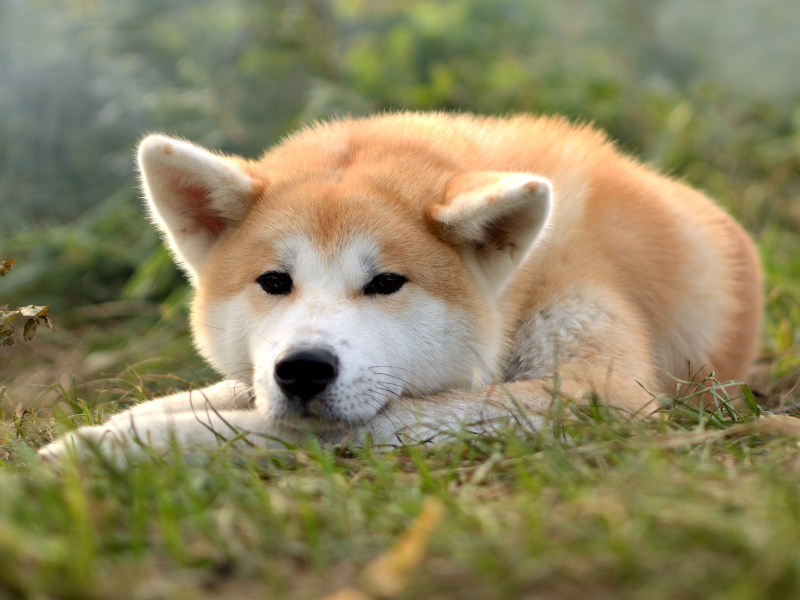 Akita Inu