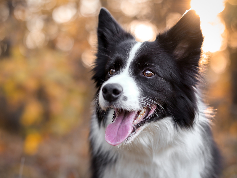Border Collie