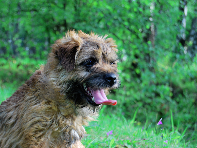 Border Terrier
