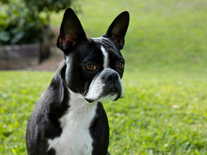 Boston Terrier