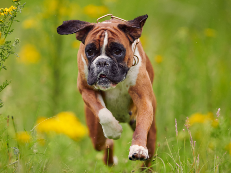 Boxer