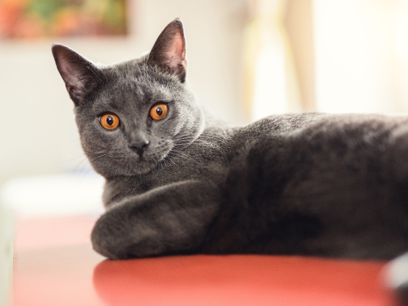 Chartreux