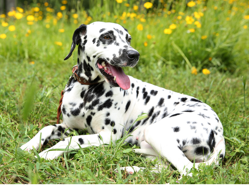 Dalmatiër