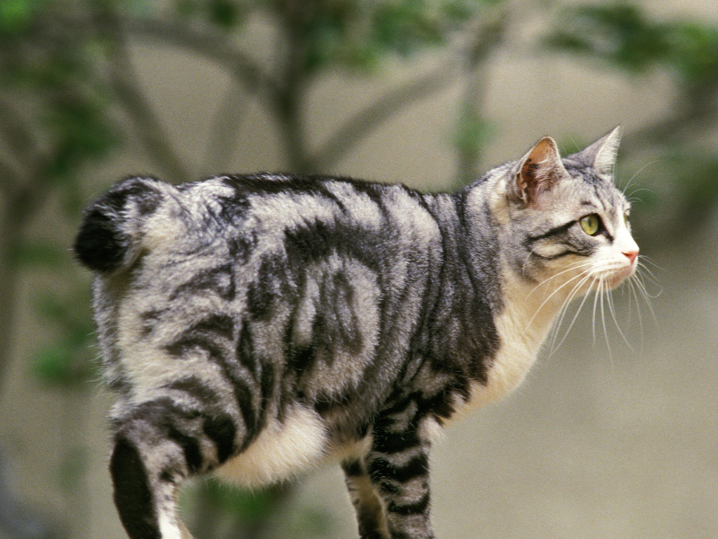 Japanse Bobtail