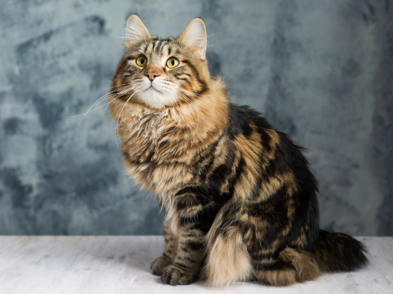 Kurilian Bobtail