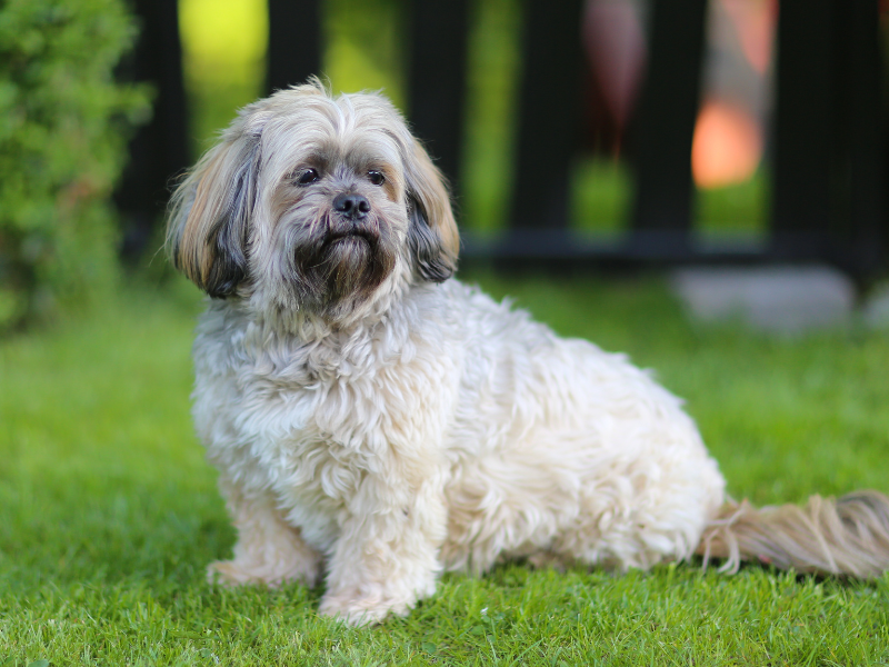 Lhasa Apso