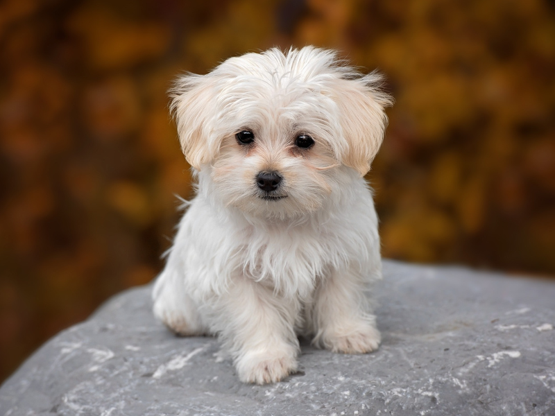 Maltezer