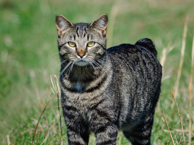 Manx