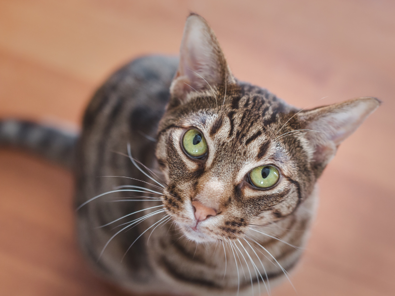 Ocicat