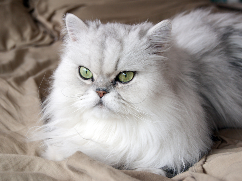 Perzische kat