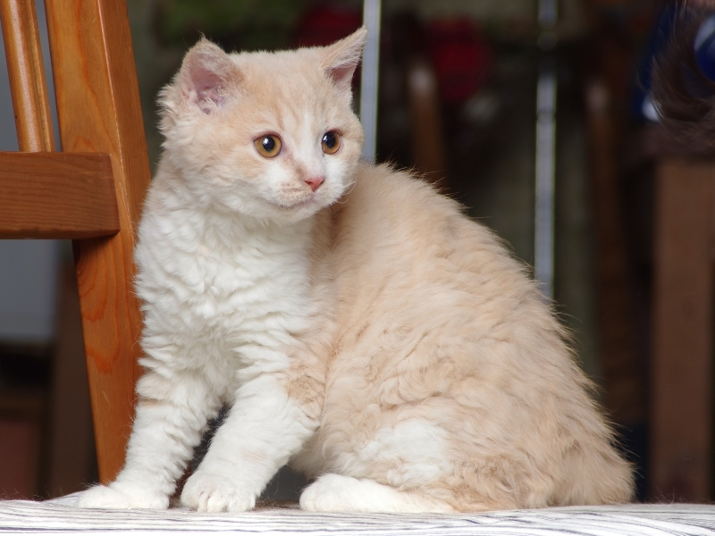 Selkirk Rex