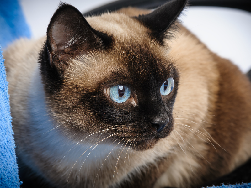 Siamese kat