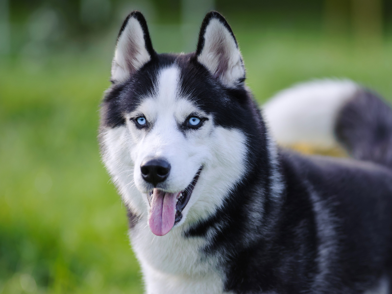 Siberische Husky