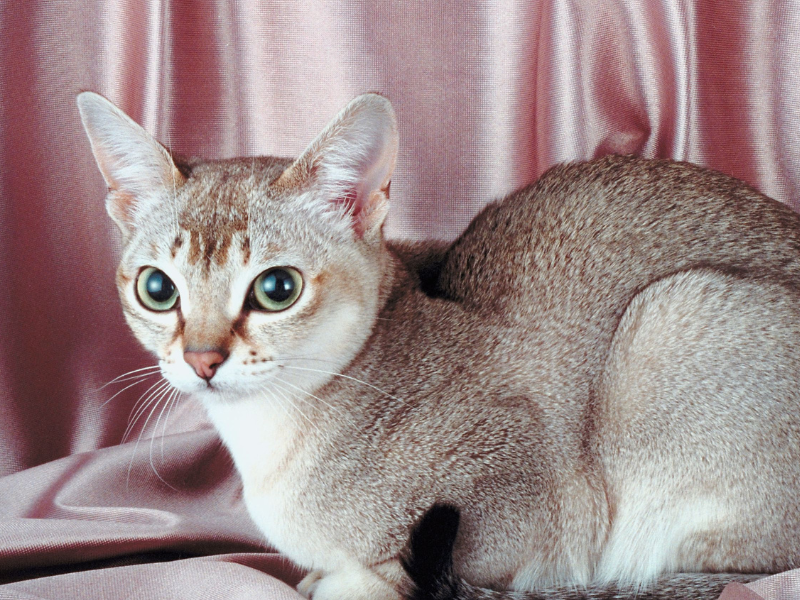 Singapura